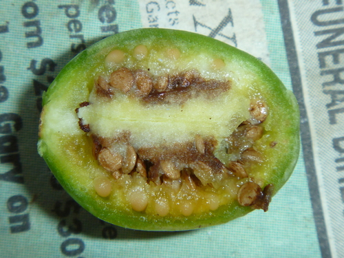 Solanum laciniatum (kangaroo-apple) (alternate view 6)