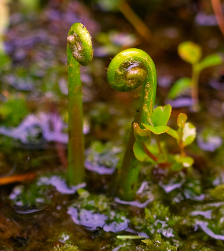 Woodwardia virginica (Virginia chainfern) (alternate view 4)