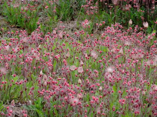 Geum triflorum (Prairie Smoke) (alternate view 2)