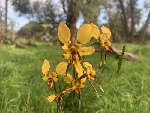 Diuris orientis (Wallflower orchid) (alternate view 4)
