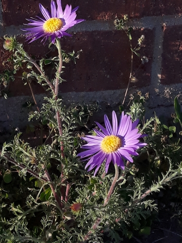 Machaeranthera tanacetifolia (Tahoka daisy) (alternate view 9)