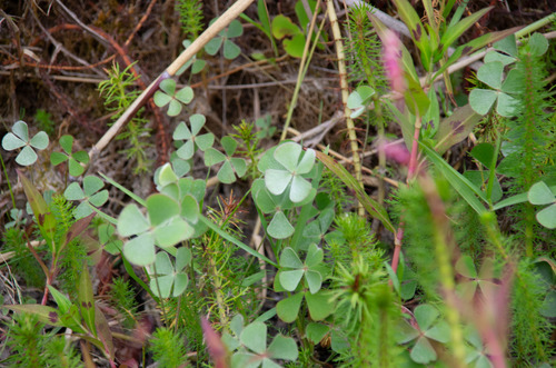 Marsilea drummondii (Common Nardoo)