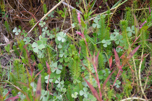 Marsilea drummondii (Common Nardoo) (alternate view 2)