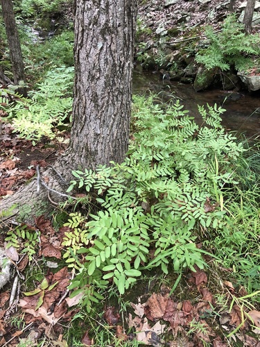 Osmunda spectabilis (American Royal Fern)