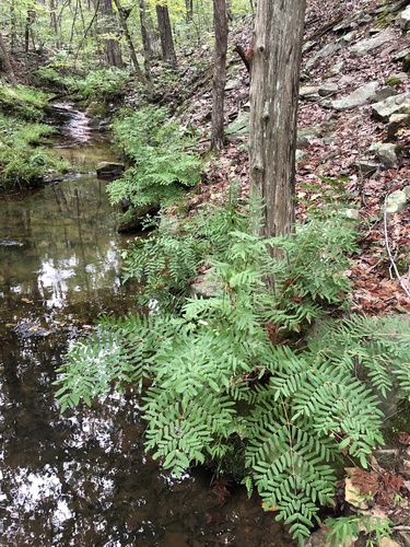 Osmunda spectabilis (American Royal Fern)