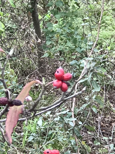 Cornus florida (eastern dogwood) (alternate view 5)