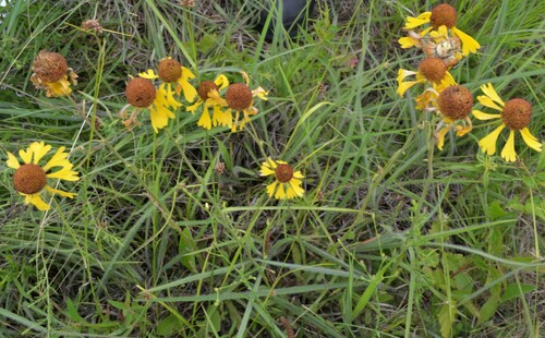 Helenium (sneezeweeds) (alternate view 8)