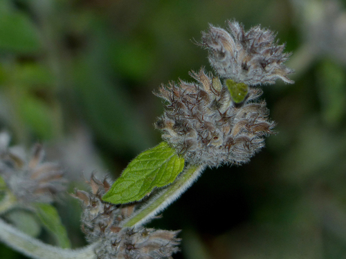 Clinopodium vulgare (Wild Basil)