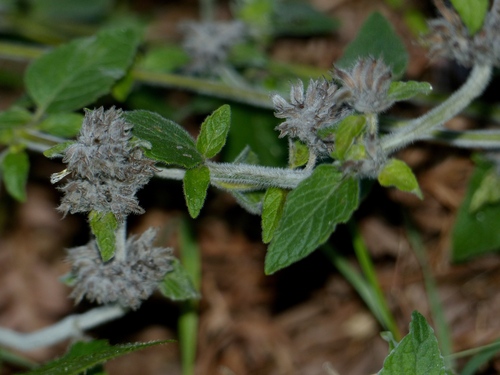 Clinopodium vulgare (Wild Basil)