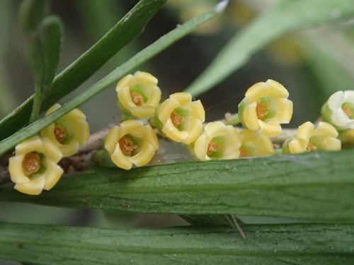 Melicytus dentatus (tree violet) (alternate view 4)