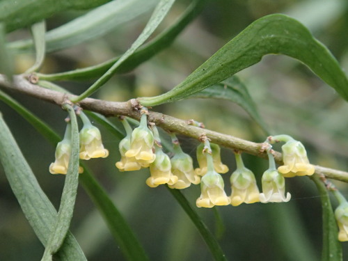 Melicytus dentatus (tree violet) (alternate view 3)