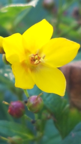 Lysimachia vulgaris (Yellow Loosestrife)
