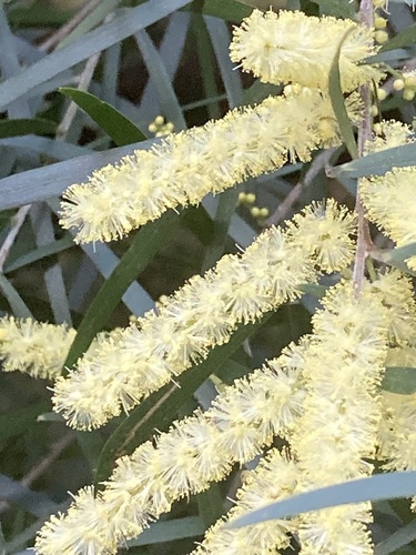 Acacia floribunda (Weeping Acacia)