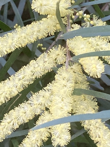 Acacia floribunda (Weeping Acacia) (alternate view 2)