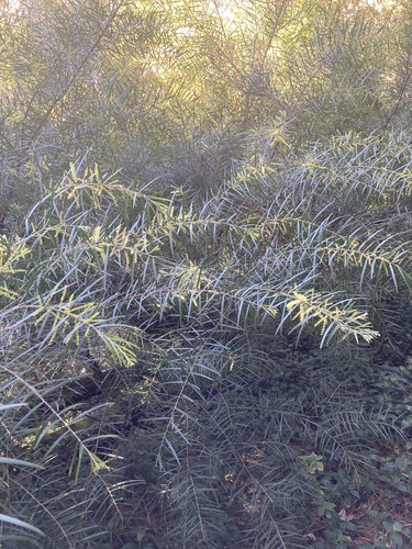 Acacia floribunda (Weeping Acacia) (alternate view 3)
