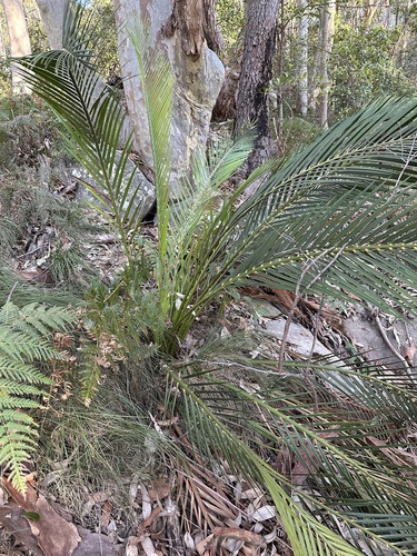 Macrozamia communis (burrawang)