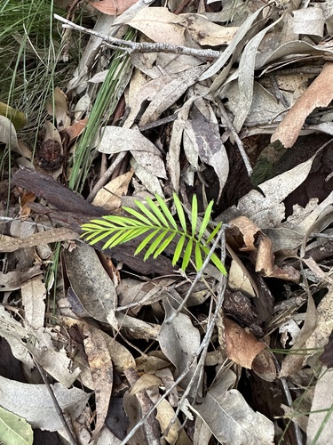 Macrozamia communis (burrawang) (alternate view 2)