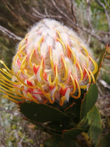 Leucospermum × hybridum (Pincushion Hybrids) (alternate view 2)