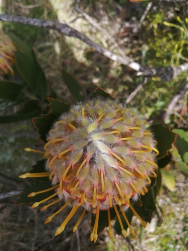 Leucospermum × hybridum (Pincushion Hybrids) (alternate view 3)