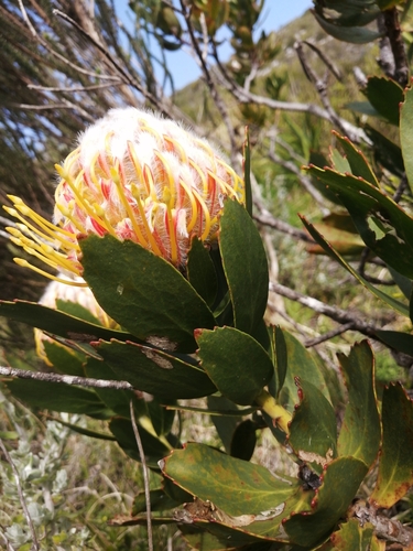 Leucospermum × hybridum (Pincushion Hybrids) (alternate view 4)