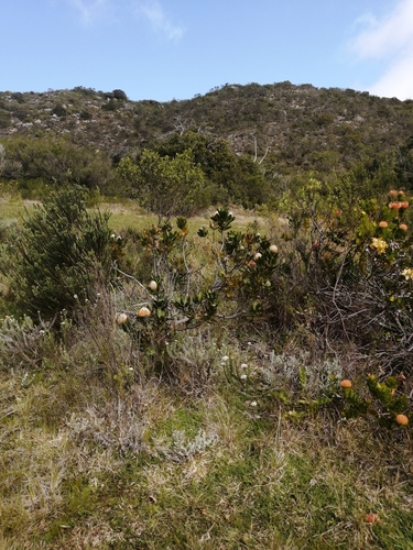 Leucospermum × hybridum (Pincushion Hybrids) (alternate view 5)