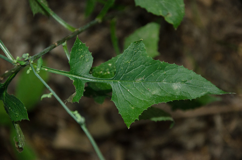 Lactuca floridana (woodland lettuce) (alternate view 9)