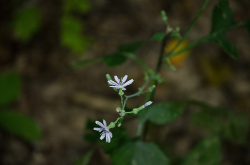 Lactuca floridana (woodland lettuce) (alternate view 7)