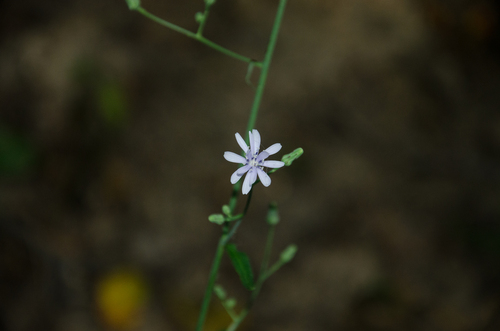 Lactuca floridana (woodland lettuce) (alternate view 8)