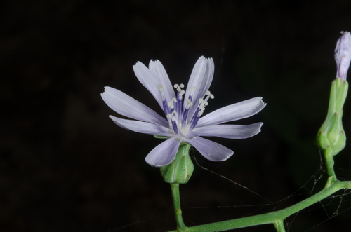 Lactuca floridana (woodland lettuce) (alternate view 6)