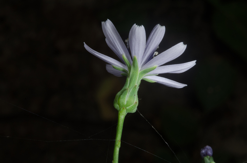 Lactuca floridana (woodland lettuce) (alternate view 10)