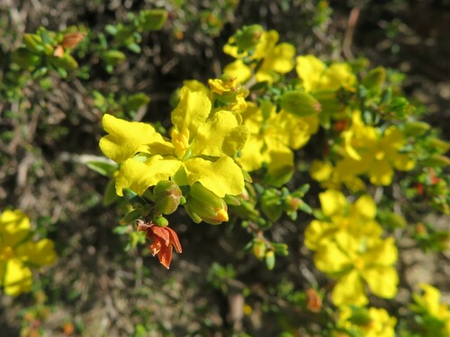 Hibbertia devitata (Smooth Guinea-flower) (alternate view 5)