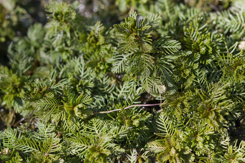 Myriophyllum spicatum (Eurasian watermilfoil) (alternate view 3)