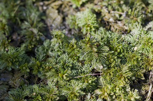 Myriophyllum spicatum (Eurasian watermilfoil) (alternate view 4)