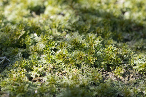 Myriophyllum spicatum (Eurasian watermilfoil) (alternate view 5)