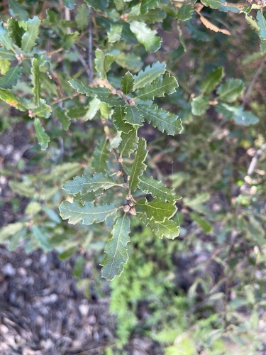 Quercus × ewanii (Ewan's Oak) (alternate view 2)
