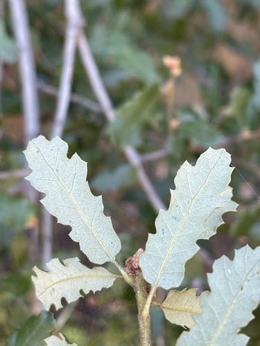 Quercus × ewanii (Ewan's Oak) (alternate view 3)