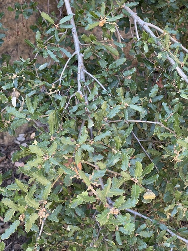 Quercus × ewanii (Ewan's Oak) (alternate view 4)