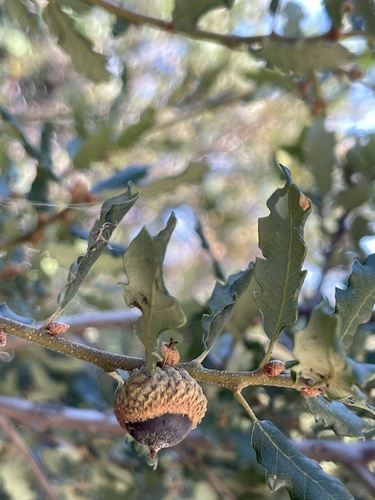 Quercus × ewanii (Ewan's Oak) (alternate view 5)