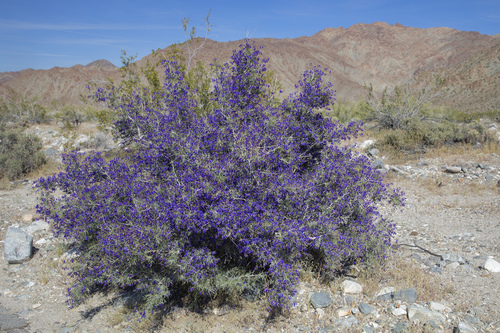 Psorodendron schottii (indigo-bush) (alternate view 2)