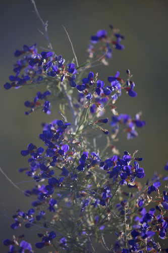 Psorodendron schottii (indigo-bush) (alternate view 4)