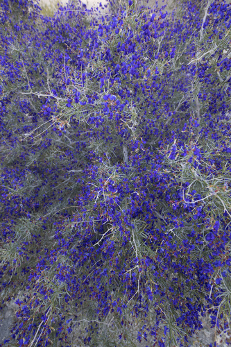 Psorodendron schottii (indigo-bush) (alternate view 5)