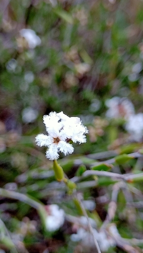 Leucopogon virgatus (common beard-heath) (alternate view 8)
