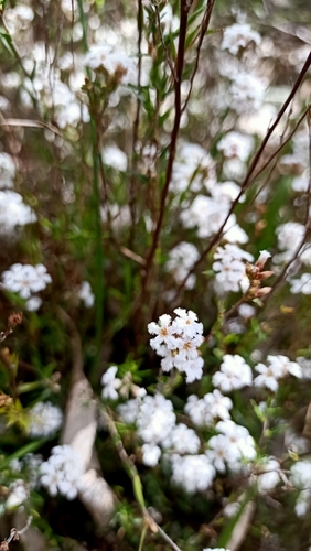 Leucopogon virgatus (common beard-heath) (alternate view 9)