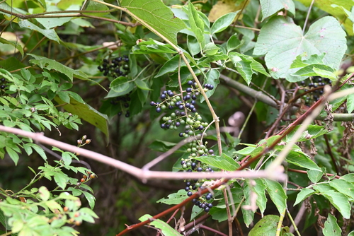 Vitis riparia (riverbank grape)