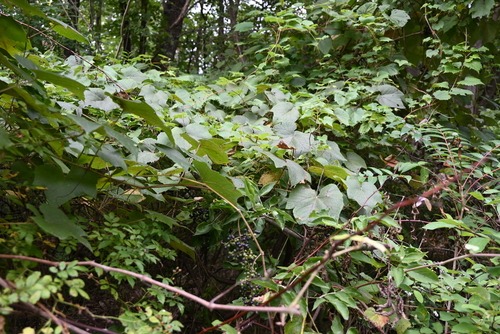 Vitis riparia (riverbank grape)