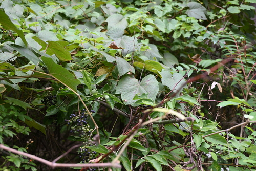 Vitis riparia (riverbank grape)