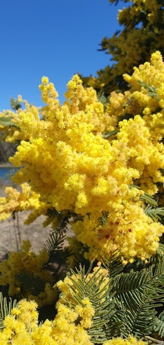 Acacia dealbata (Silver wattle)