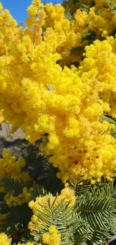 Acacia dealbata (Silver wattle)