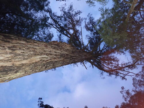 Eucalyptus obliqua (Messmate Stringybark) (alternate view 5)
