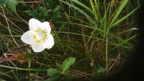 Parnassia palustris (marsh grass-of-Parnassus)